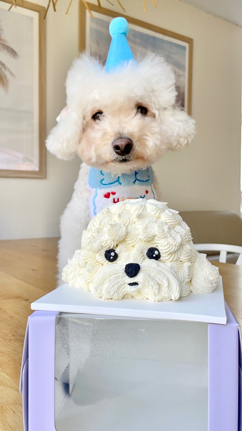 Bichon frise outlet cake